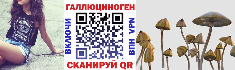 закладки  Старый Оскол  Псилоцибиновые грибы GOLDEN TEACHER 